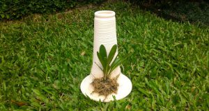 orquideas.eco.br-EcoTronco