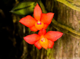 orquideas.eco.br - Sophronitis cernua