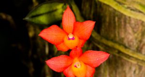 orquideas.eco.br - Sophronitis cernua