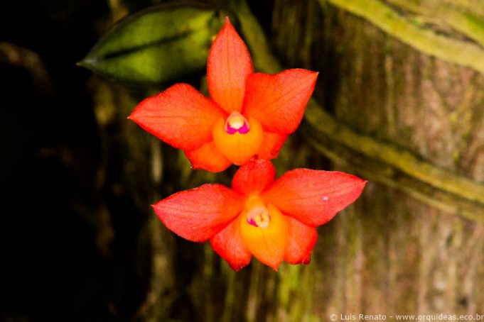 orquideas.eco.br - Sophronitis cernua