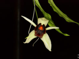 Coelogyne usitana