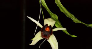 Coelogyne usitana