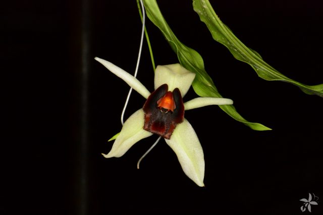 Coelogyne usitana