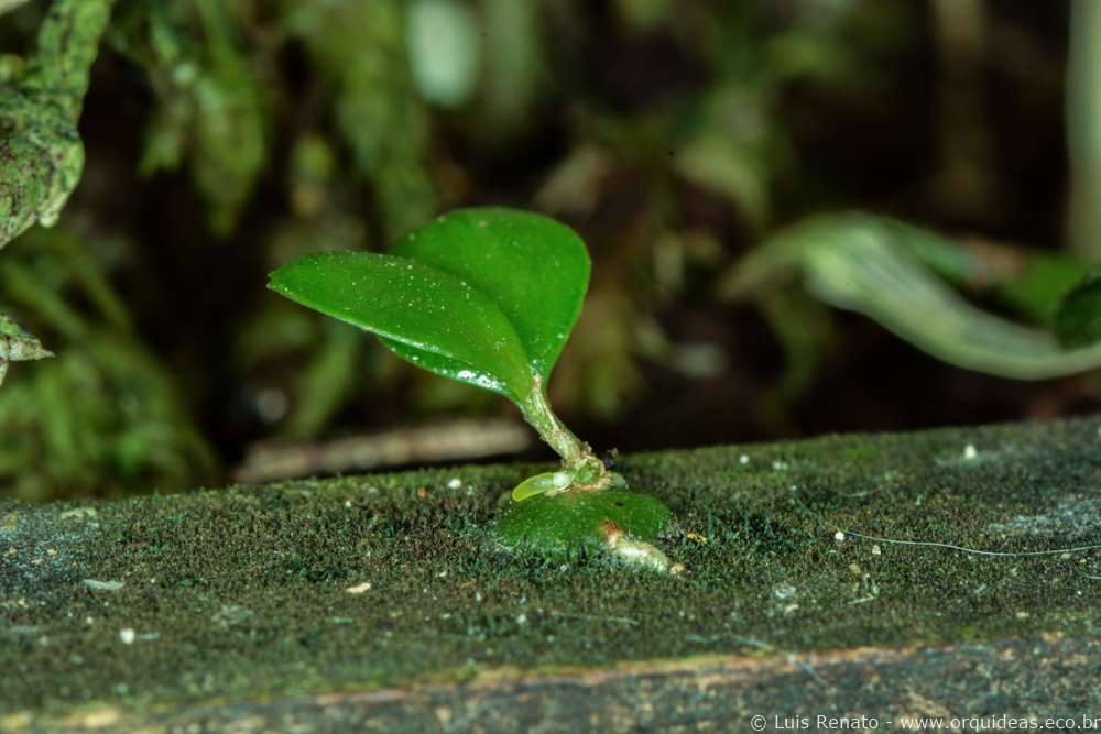 orquideas.eco.br - germinando uma orquídea (1)