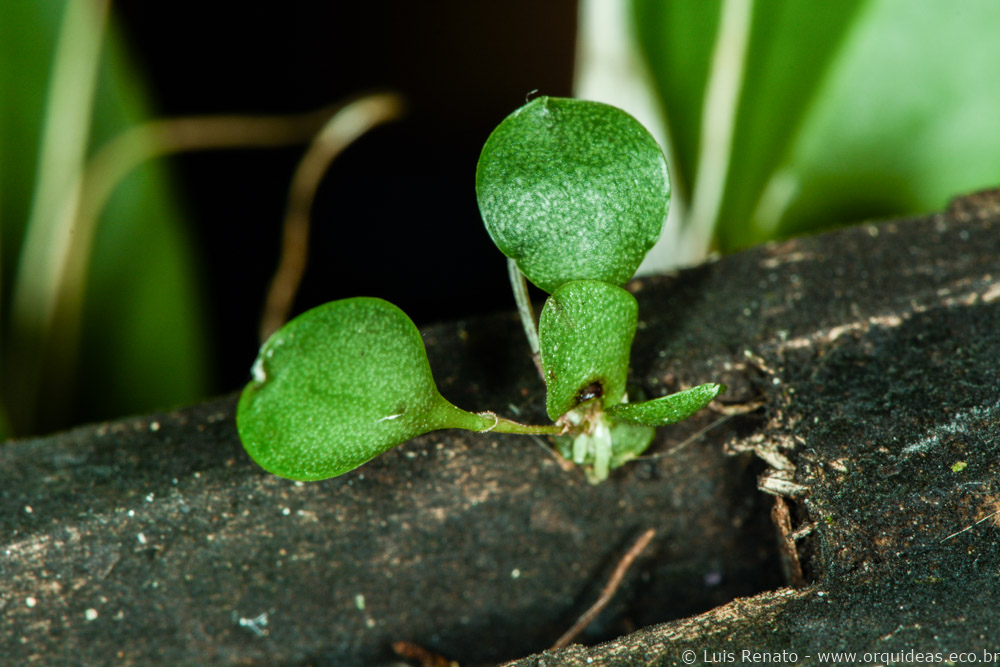 orquideas.eco.br - germinando uma orquídea (8)