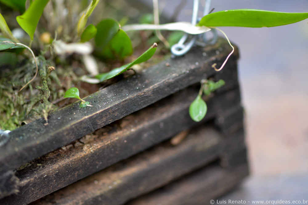 Germinação in natura