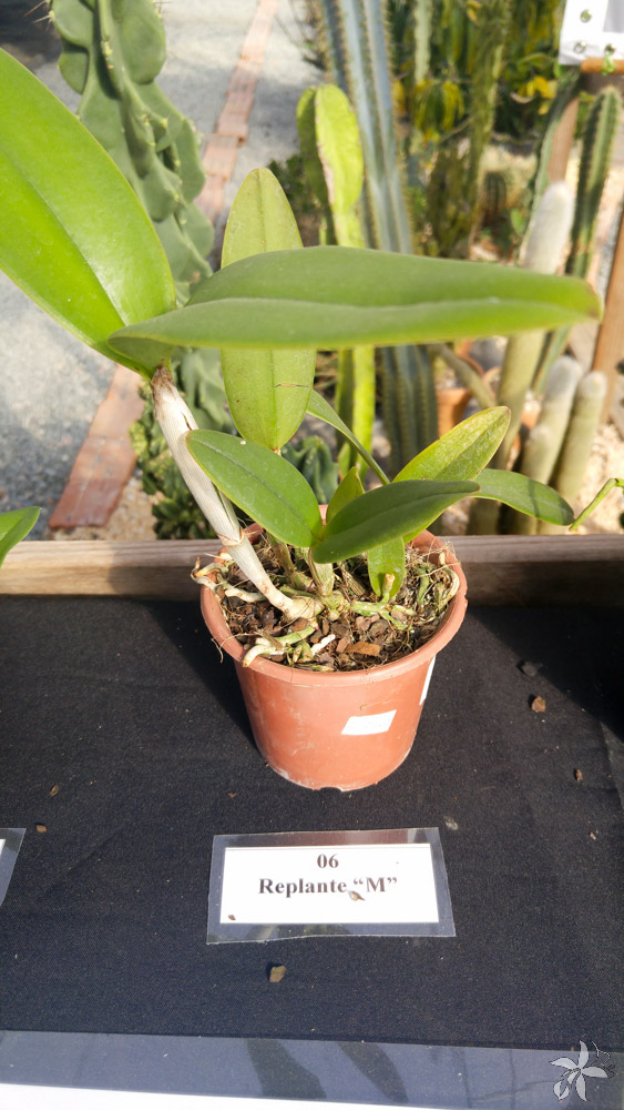orquideas.eco.br - desenvolvimento de uma orquidea (9)