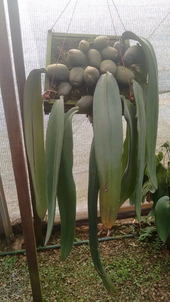 orquideas-eco-br-bulbophyllum-fletcherianum