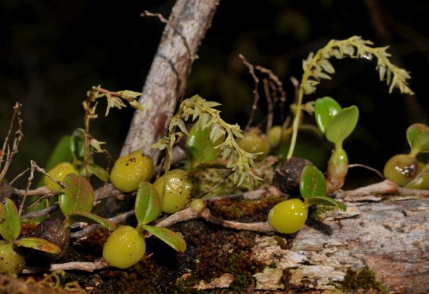 orquideas-eco-br-bulbophyllum-nutans2