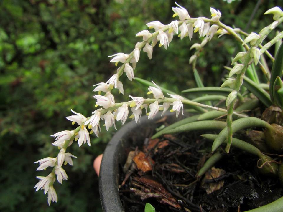 orquideas-eco-br-bulbophyllum-rupiculum