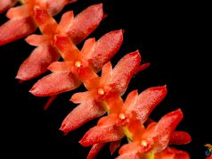 Dendrochilum wenzelii