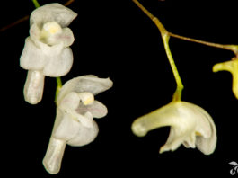 Pabstiella mirabilis