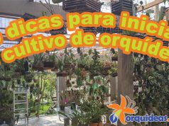 orquideas.eco.br - 10 dicas para iniciar o cultivo de orquídeas