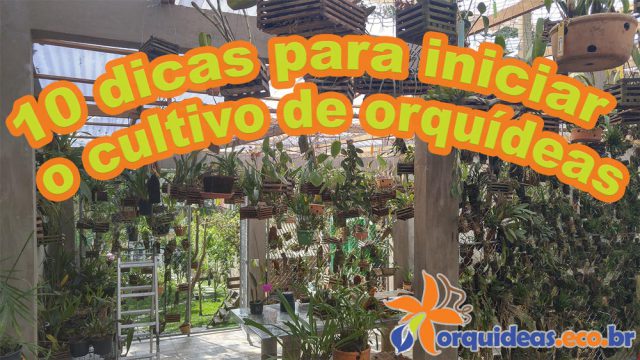 orquideas.eco.br - 10 dicas para iniciar o cultivo de orquídeas