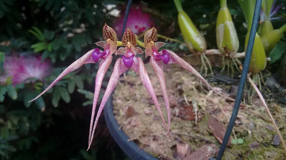 orquideas-eco-br-bulbophyllum-kalimpongum