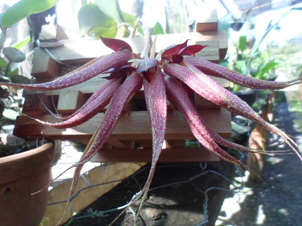 orquideas-eco-br-bulbophyllum-krairit-vejvarut
