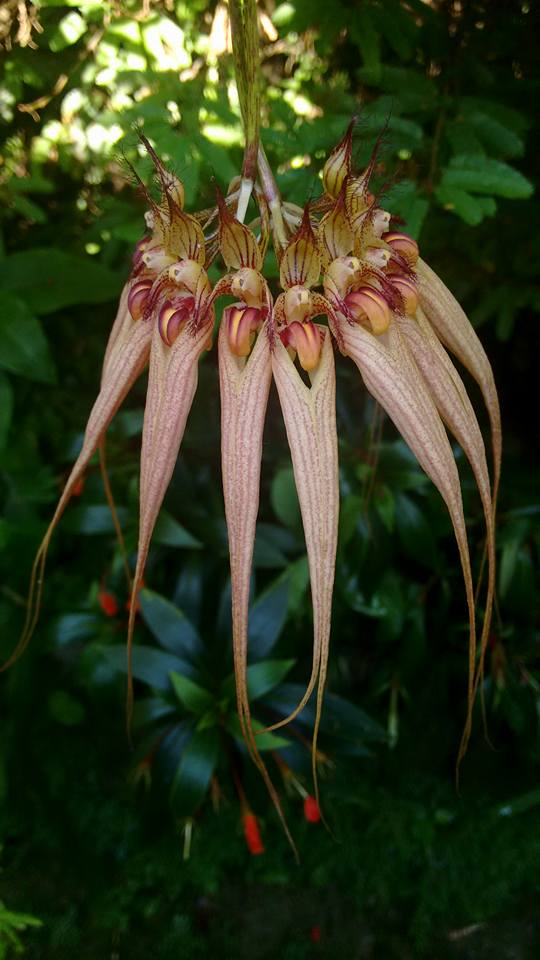 orquideas-eco-br-bulbophyllum-louis-sander