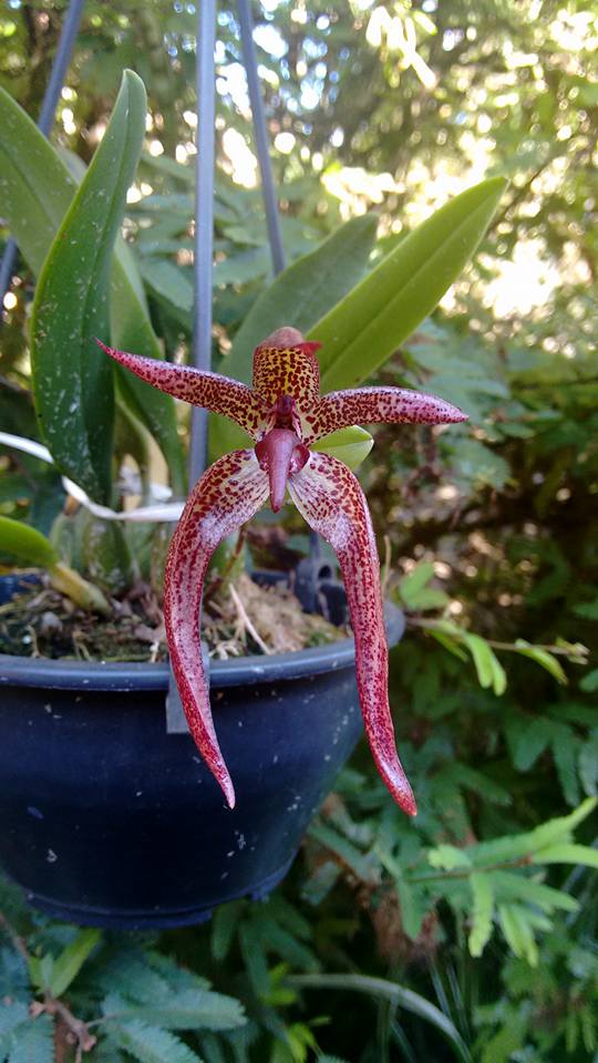 orquideas-eco-br-bulbophyllum-meen-garuda