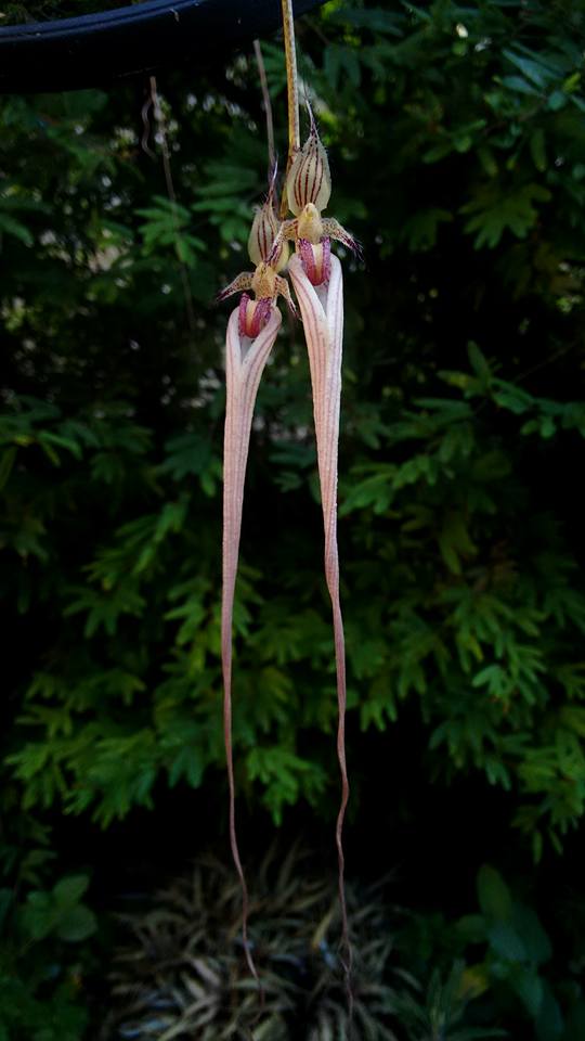 orquideas-eco-br-bulbophyllum-nudda