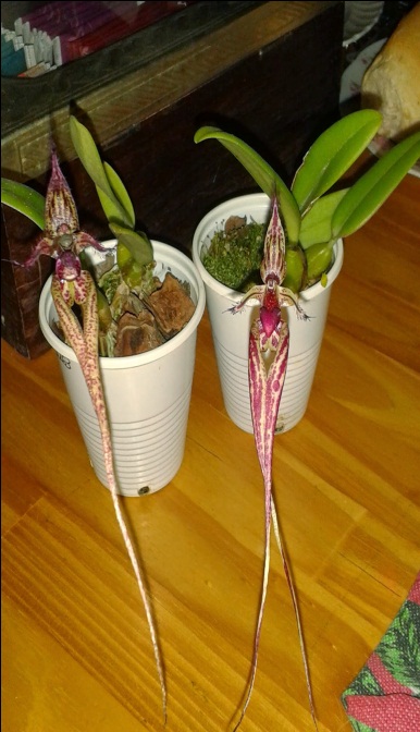 orquideas-eco-br-bulbophyllum-s-y-n-ignis-draconis