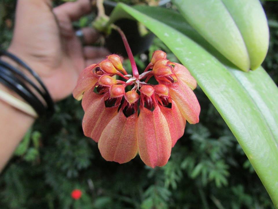 orquideas-eco-br-bulbophyllum-sunshine-queen-orange