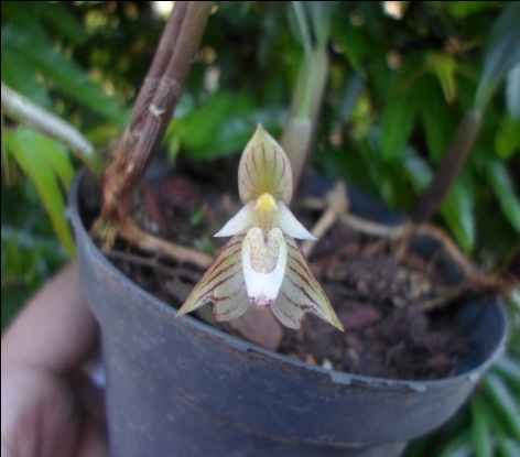 orquideas-eco-br-bulbophyllum-ambrosea