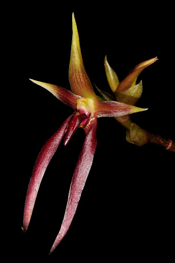 orquideas-eco-br-bulbophyllum-basisetum