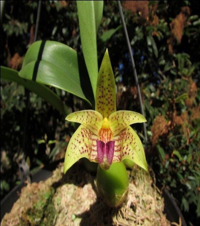 orquideas-eco-br-bulbophyllum-coweniorum