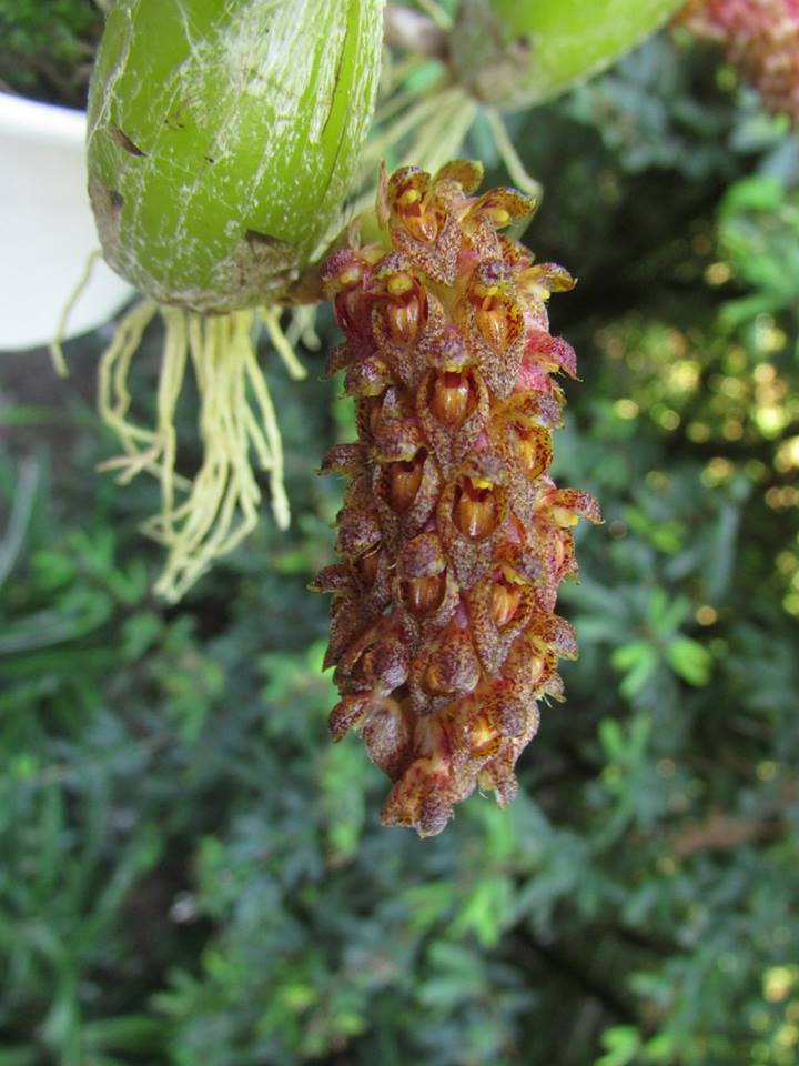 orquideas-eco-br-bulbophyllum-crassipes
