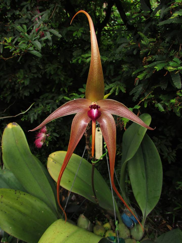 orquideas-eco-br-bulbophyllum-echinolabium