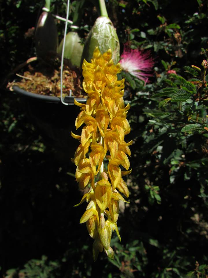 orquideas-eco-br-bulbophyllum-elassonotum