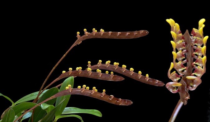 orquideas-eco-br-bulbophyllum-falcatum