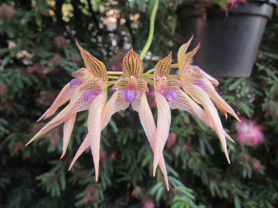 orquideas-eco-br-bulbophyllum-guttulatum-x-rothschildianum