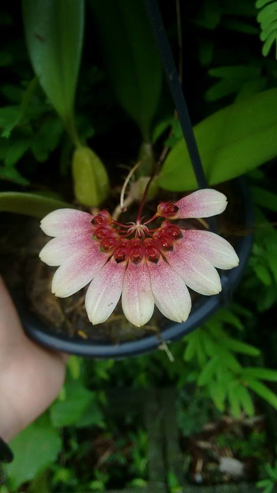 orquideas-eco-br-bulbophyllum-lepidum