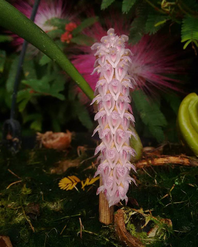 orquideas-eco-br-bulbophyllum-lilacinum