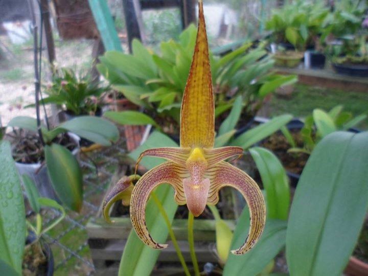 orquideas-eco-br-bulbophyllum-lobbii