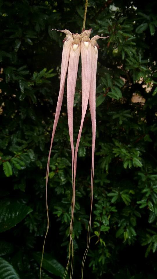 orquideas-eco-br-bulbophyllum-longissimum