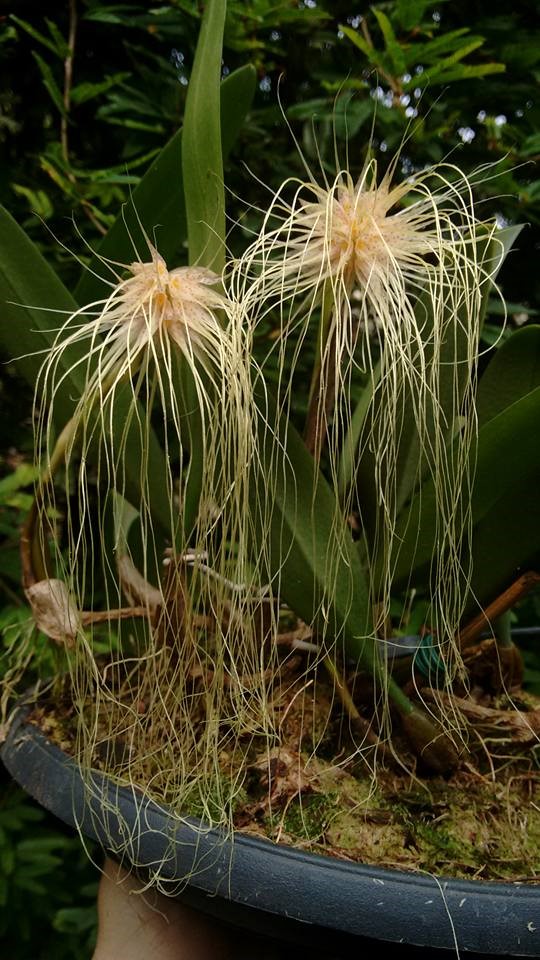 orquideas-eco-br-bulbophyllum-medusae