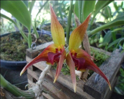 orquideas-eco-br-bulbophyllum-uniflorum