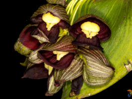 Pleurothallis teaguei