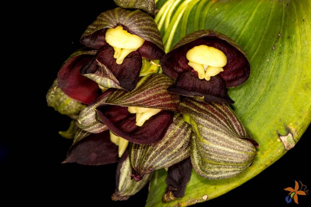 Pleurothallis teaguei