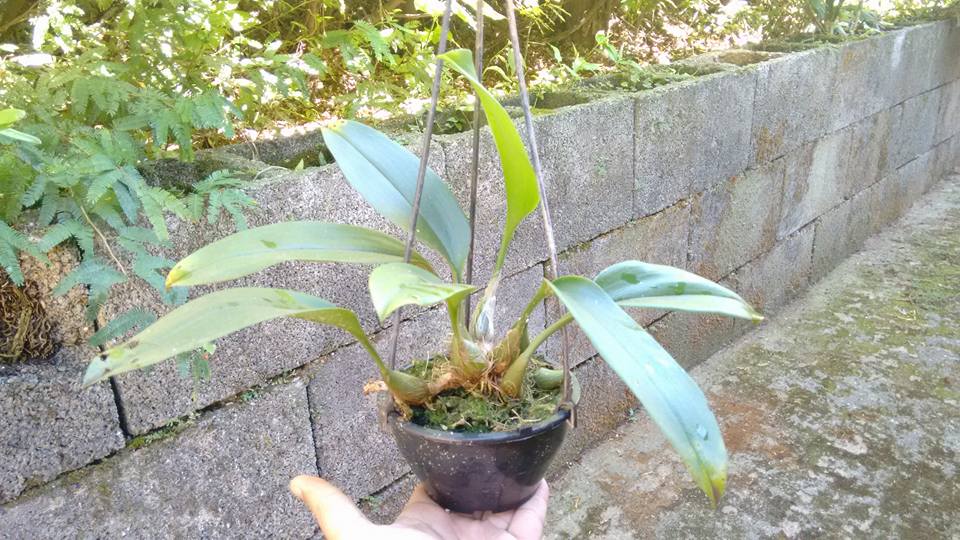 orquideas-eco-br-cuia