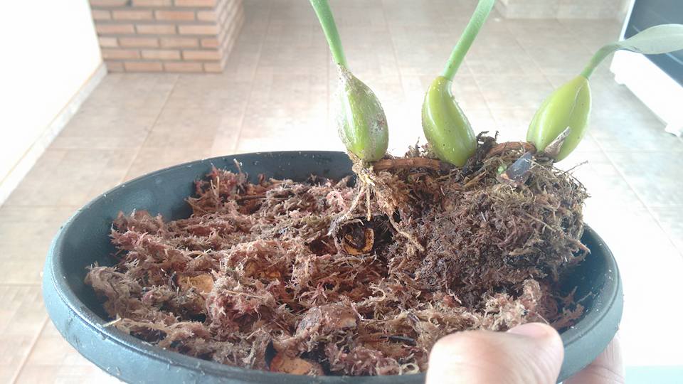 orquideas-eco-br-cultivo-de-bulbophyllum-no-prato-3