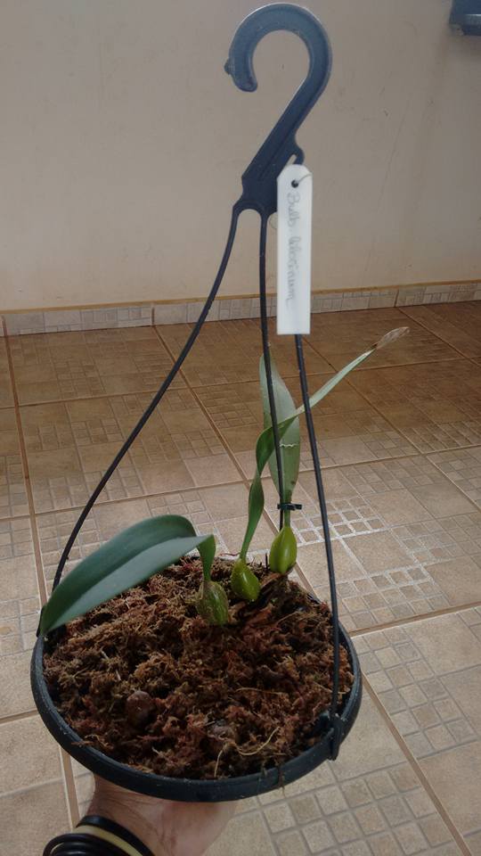 orquideas-eco-br-cultivo-de-bulbophyllum-no-prato-4