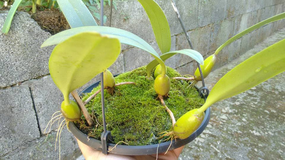 O fascinante mundo dos Bulbophyllum - dicas de cultivo - orquideas.eco.br