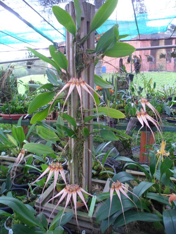orquideas-eco-br-torre