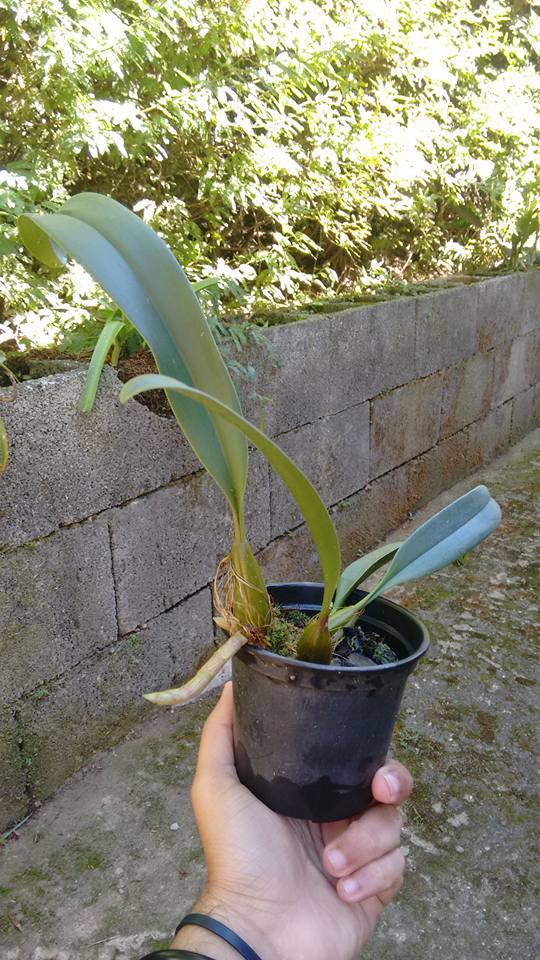 orquideas-eco-br-vaso-plastico