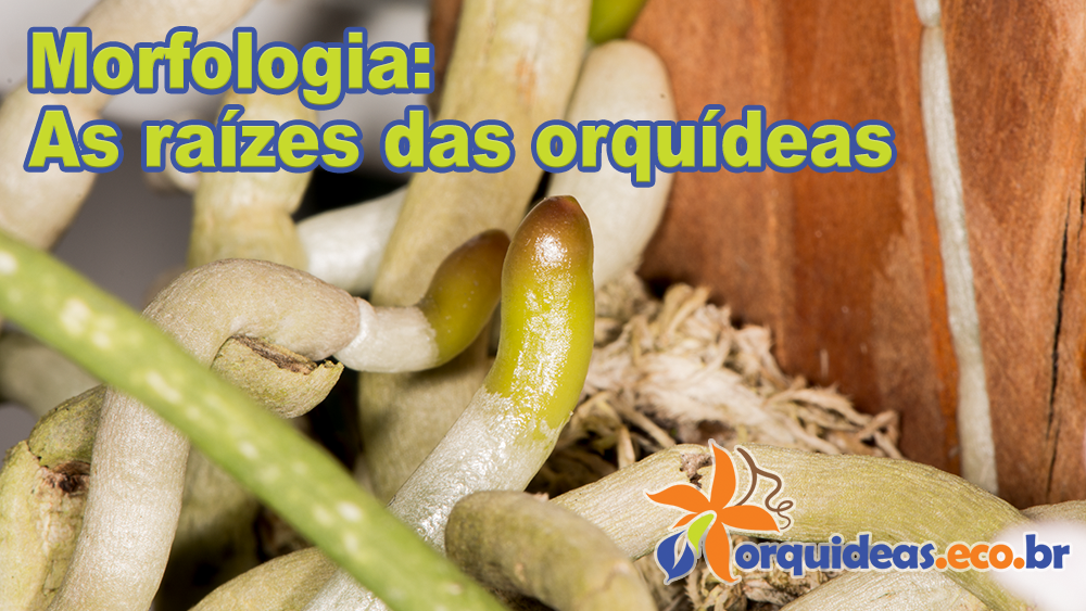 Morfologia: as raízes das orquídeas - orquideas.eco.br