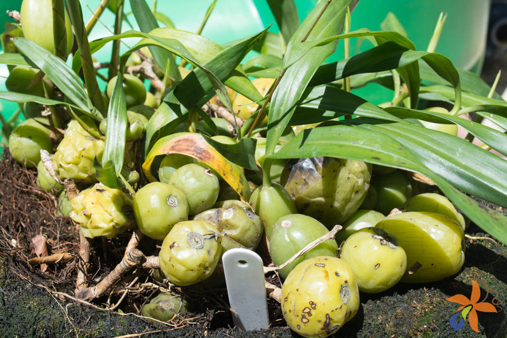 orquideas.eco.br - Morfologia: o caule das orquídeas