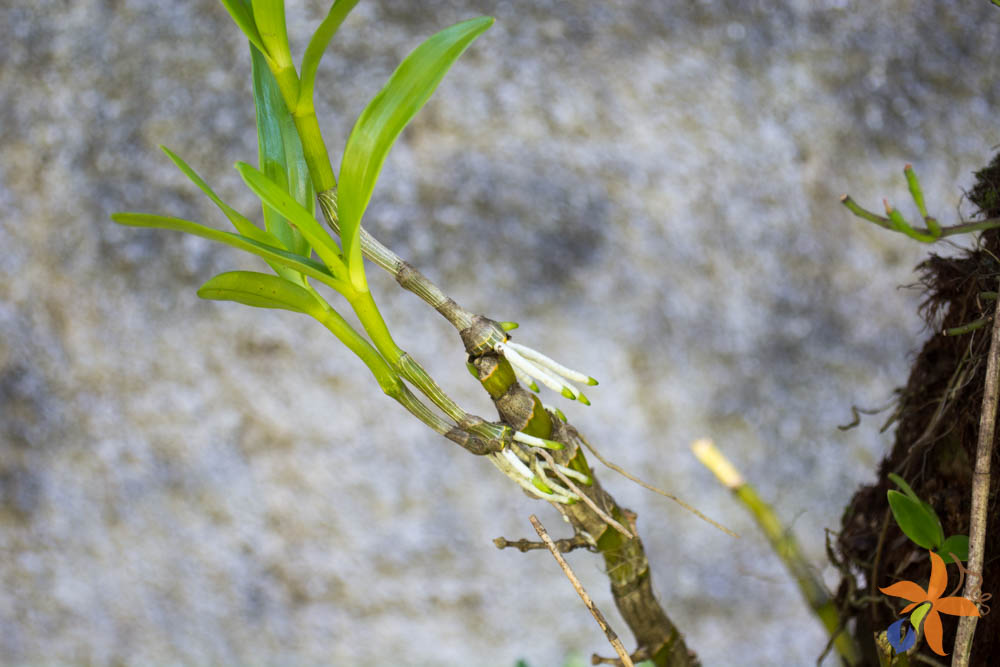 orquideas.eco.br - Morfologia: o caule das orquídeas